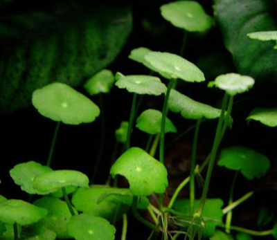 Гидрокотила Мутовчатая, шт